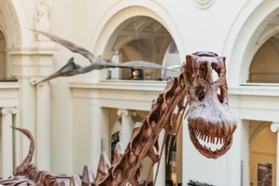 Chicago: Field Museum of Natural History Ticket or VIP Tour - Choosing Between Four Ticket Options Without Getting Lost