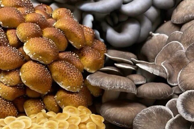 Explore Chicago’s Indoor Mushroom Farm Experience - Key Highlights You’ll Want to Know Up Front
