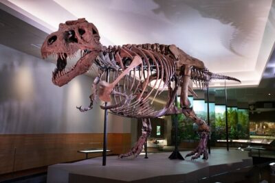 Field Museum of Natural History Early Access Ticket - Docent-Led Tour: What You See Before the Doors Open